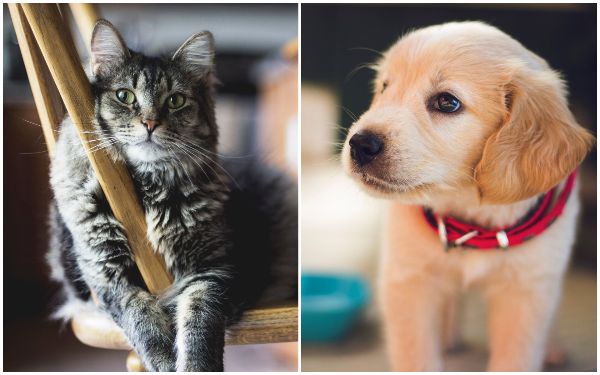 Estes são os nomes de cães e gatos mais populares de 2019