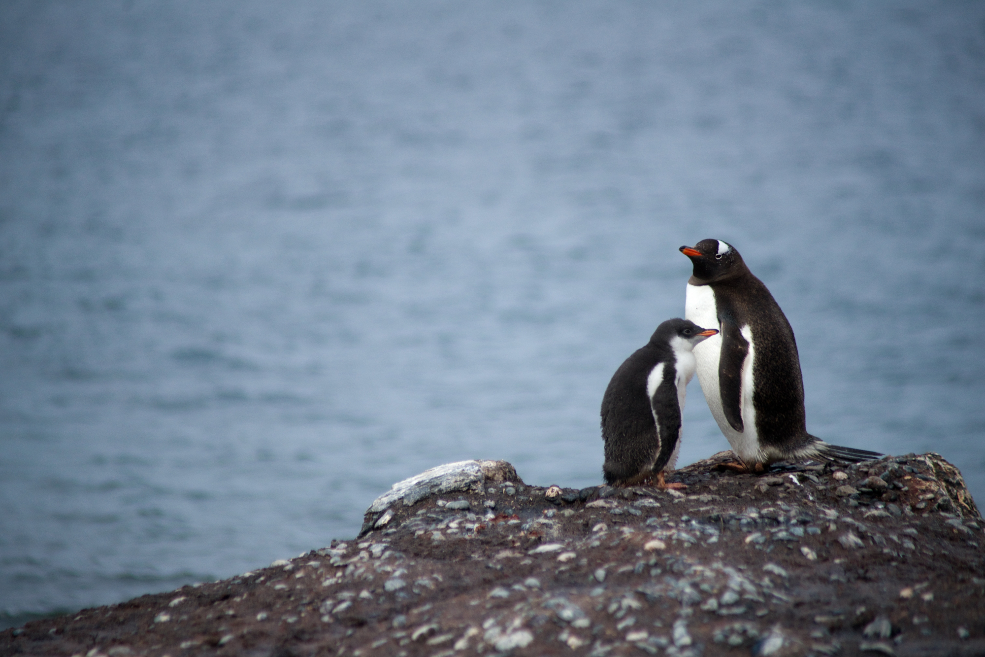 Encontrados fósseis que comprovam existência de pinguins do tamanho de homens