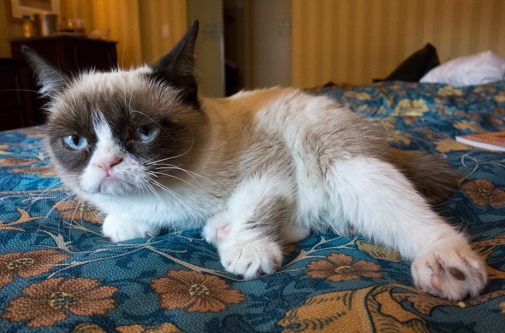 Morreu Grumpy Cat, a gata mais mal humorada do mundo