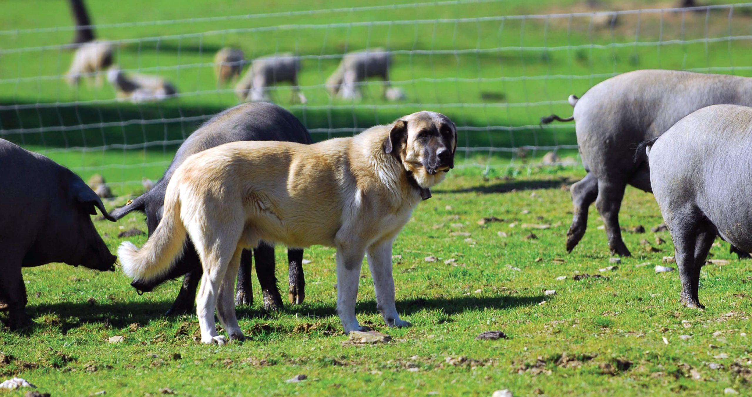 Mulher de 88 anos morre depois de ser atacada pelos três cães que criou