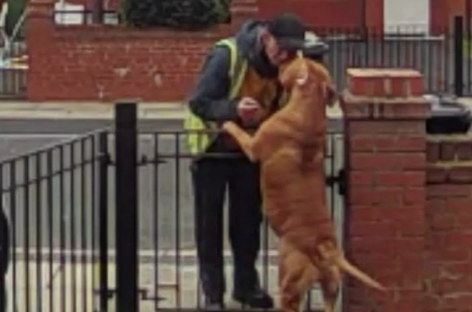 Este cão tornou-se no melhor amigo do homem do lixo. E a história está a apaixonar as redes sociais