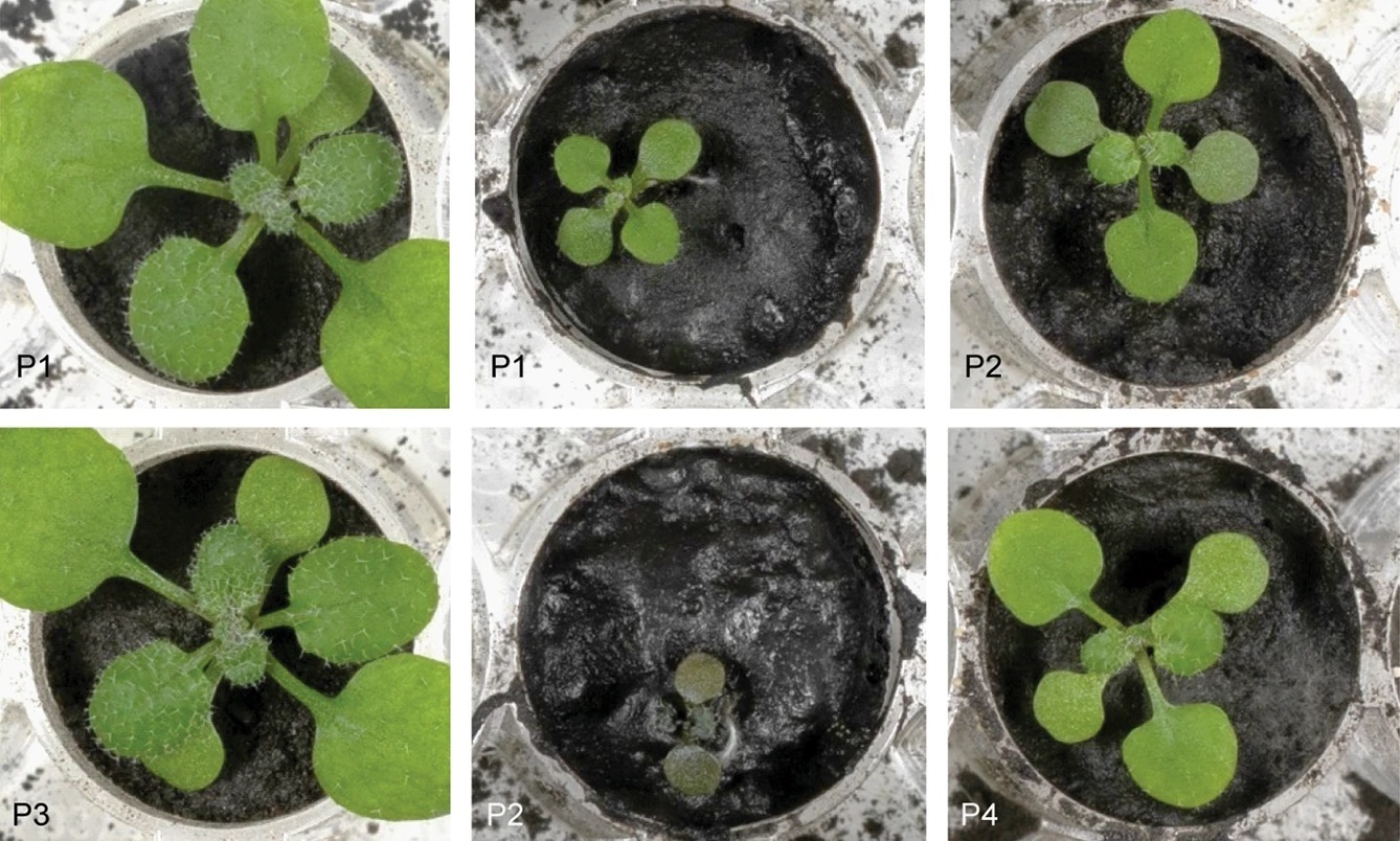 As novas cuecas menstruais da Sloggi têm uma capacidade de absorção até 4 tampões (e são bem confortáveis)