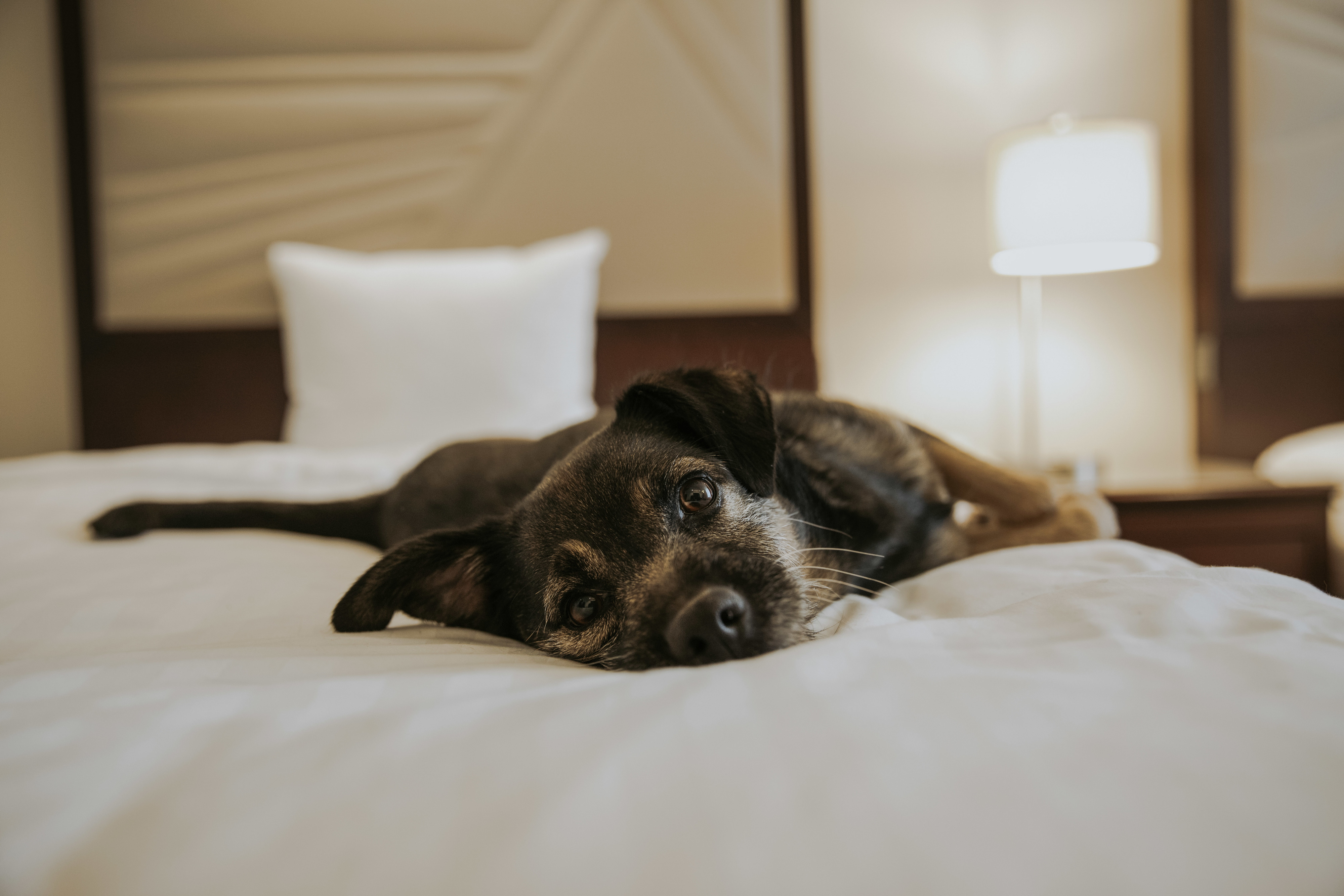 Cães e gatos também já podem ficar hospedados no Lisbon Marriott Hotel