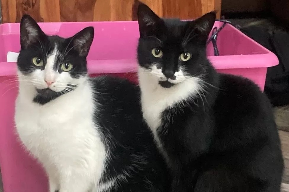 Gatunos roubam coisas dos vizinhos e oferecem-nos à dona. Felinos já terão levado mais de 300€