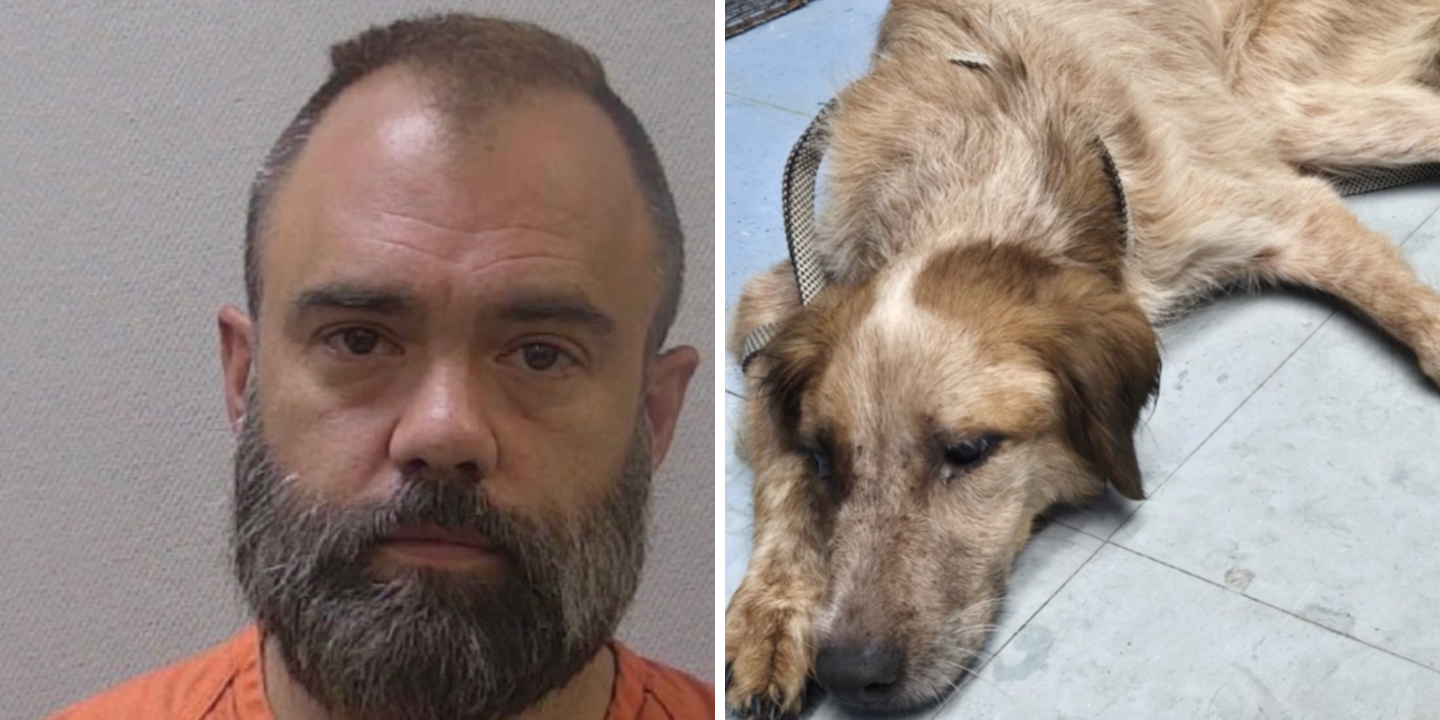 Homem deixa 5 cães em casa sem água e comida durante 2 semanas. 3 morreram — o dono já foi preso