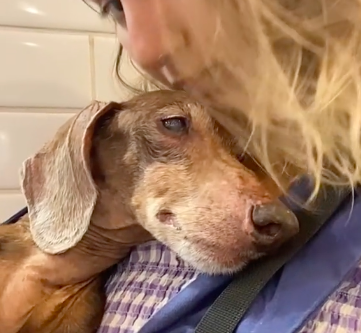 Dona mostra a rotina do seu cão de 20 anos e emociona a Internet. “Sou julgada, mas não ligo”