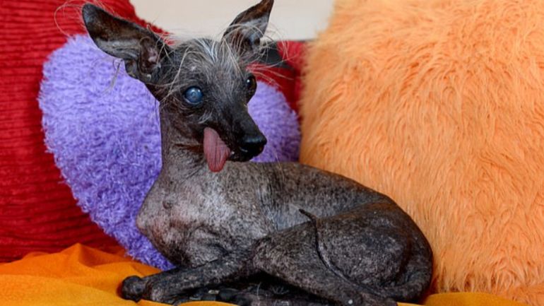 Morreu o cão mais feio do mundo