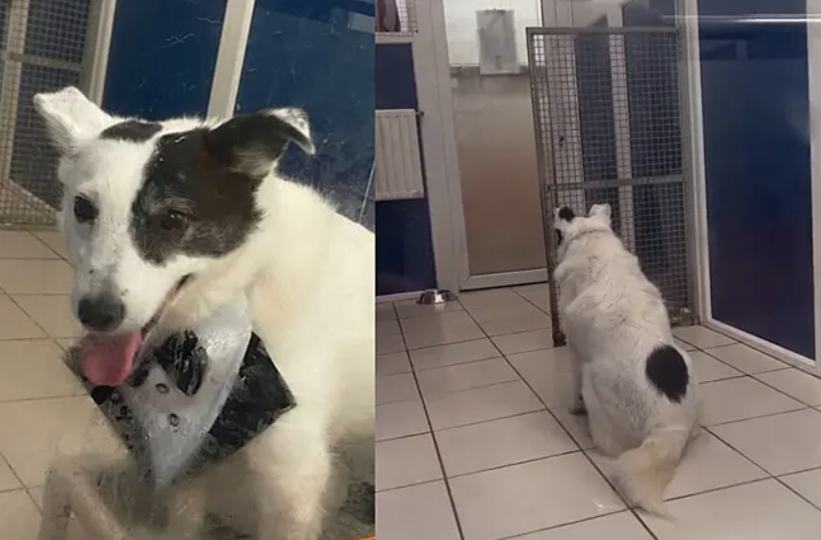 Depois de 500 dias num abrigo, cão veste o smoking para o dia em que ia ser adotado. Mas a família não apareceu