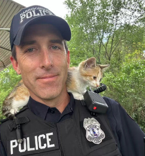 Gato bebé que foi atirado de um carro em andamento é adotado pelo polícia que o salvou