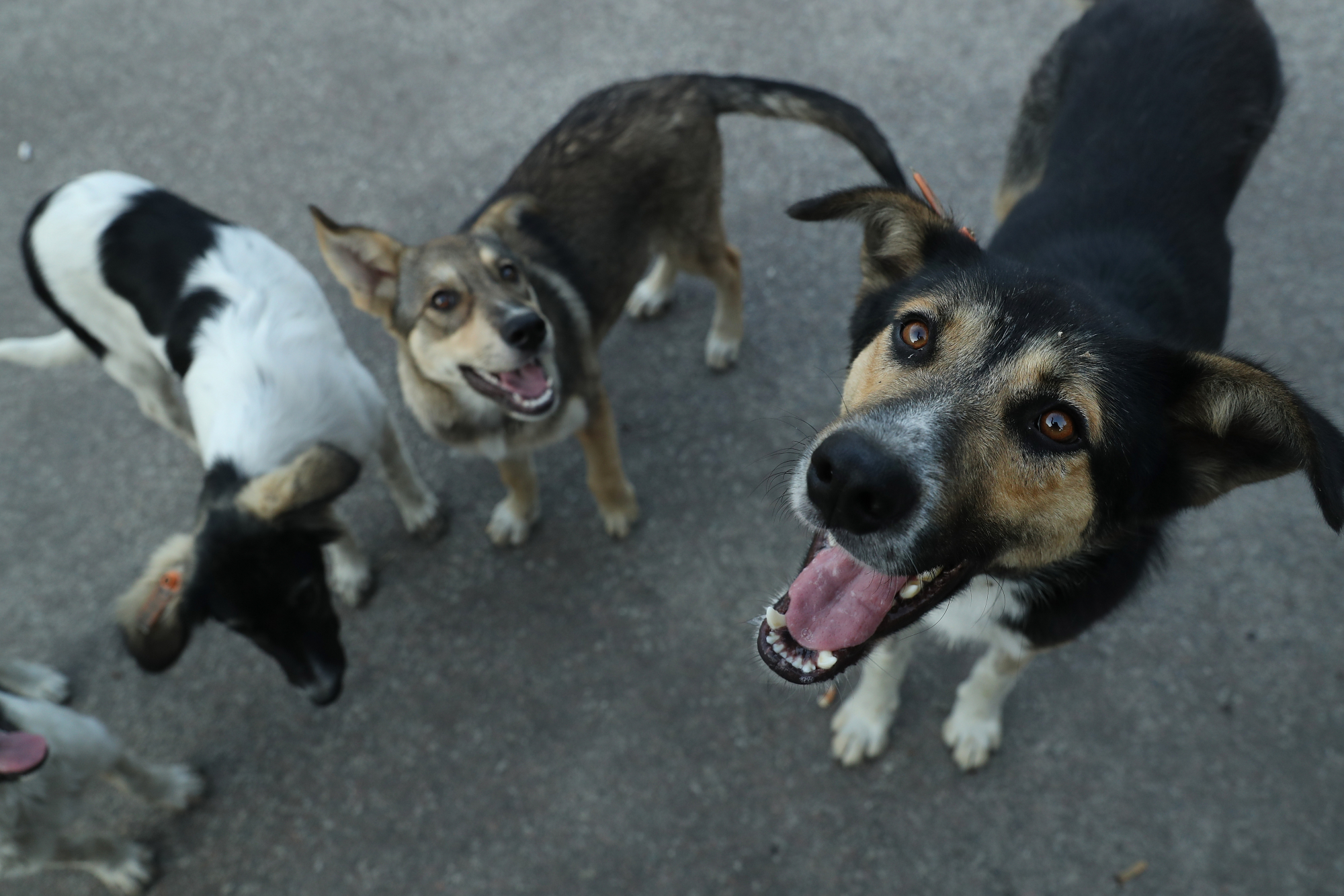 Adota cães, mata-os, filma e partilha