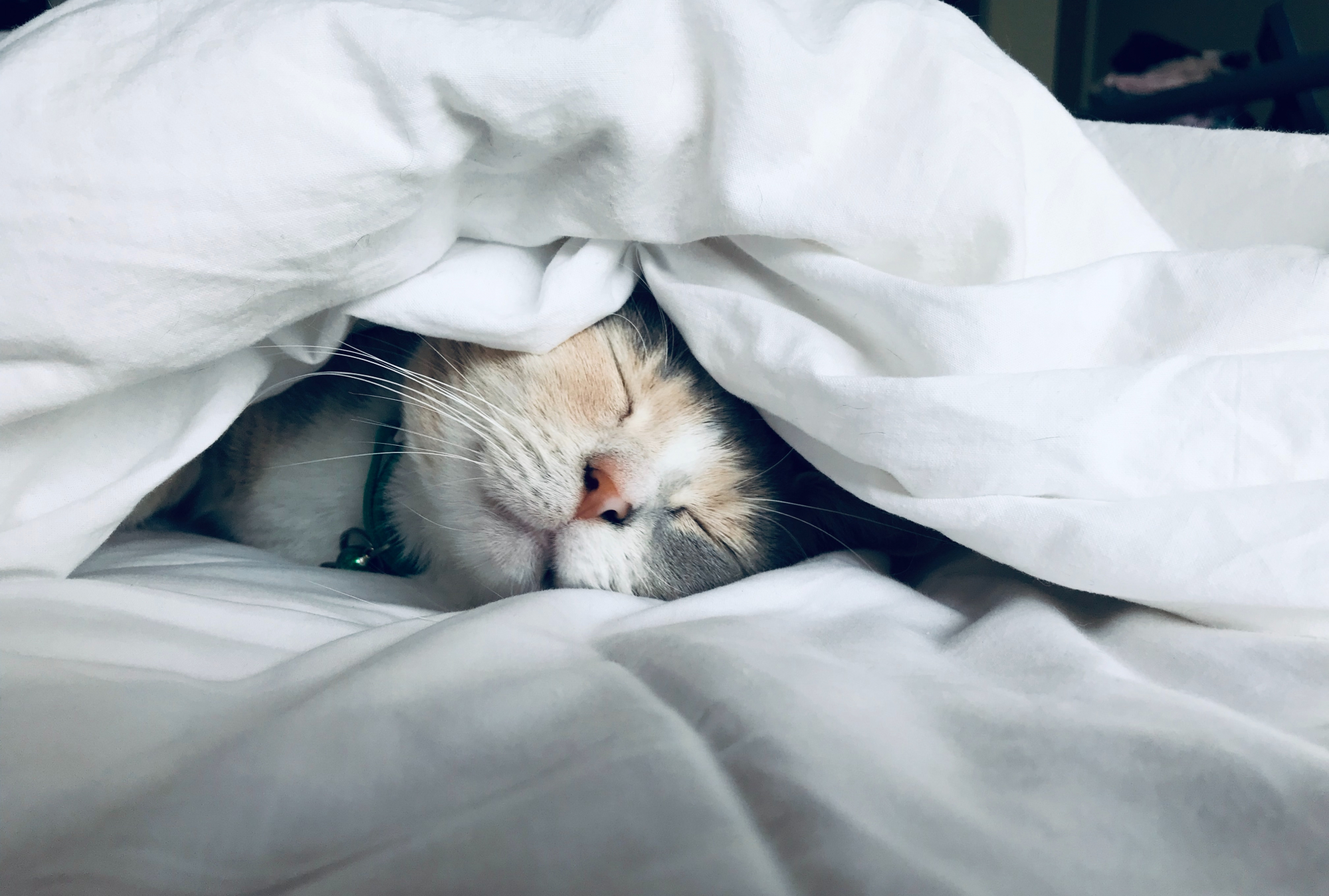 Vídeo. Gato apanhado a desligar o alarme da dona