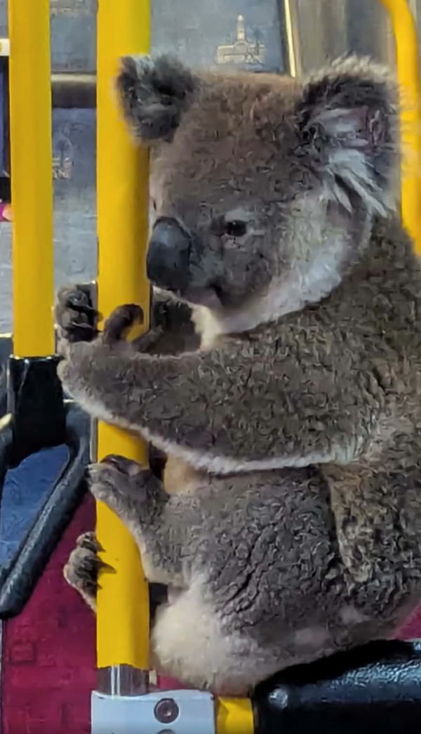 Coala em perigo foi resgatado por motorista e acabou a viajar de autocarro. Conheça a história de Peri