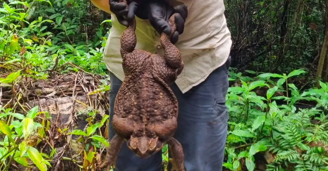 Sapo-boi gigante com quase três quilos encontrado na Austrália. Espécie pode ser fatal para a vida selvagem