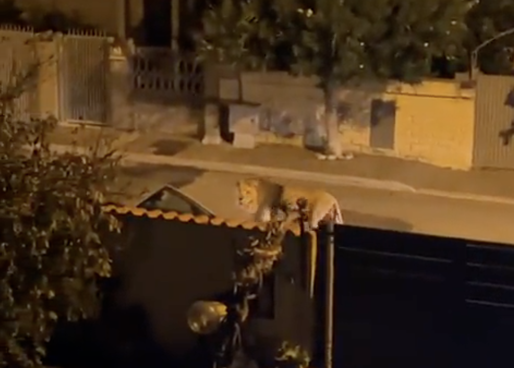 Leão foge do circo e fica sete horas a vaguear pelas ruas de uma cidade