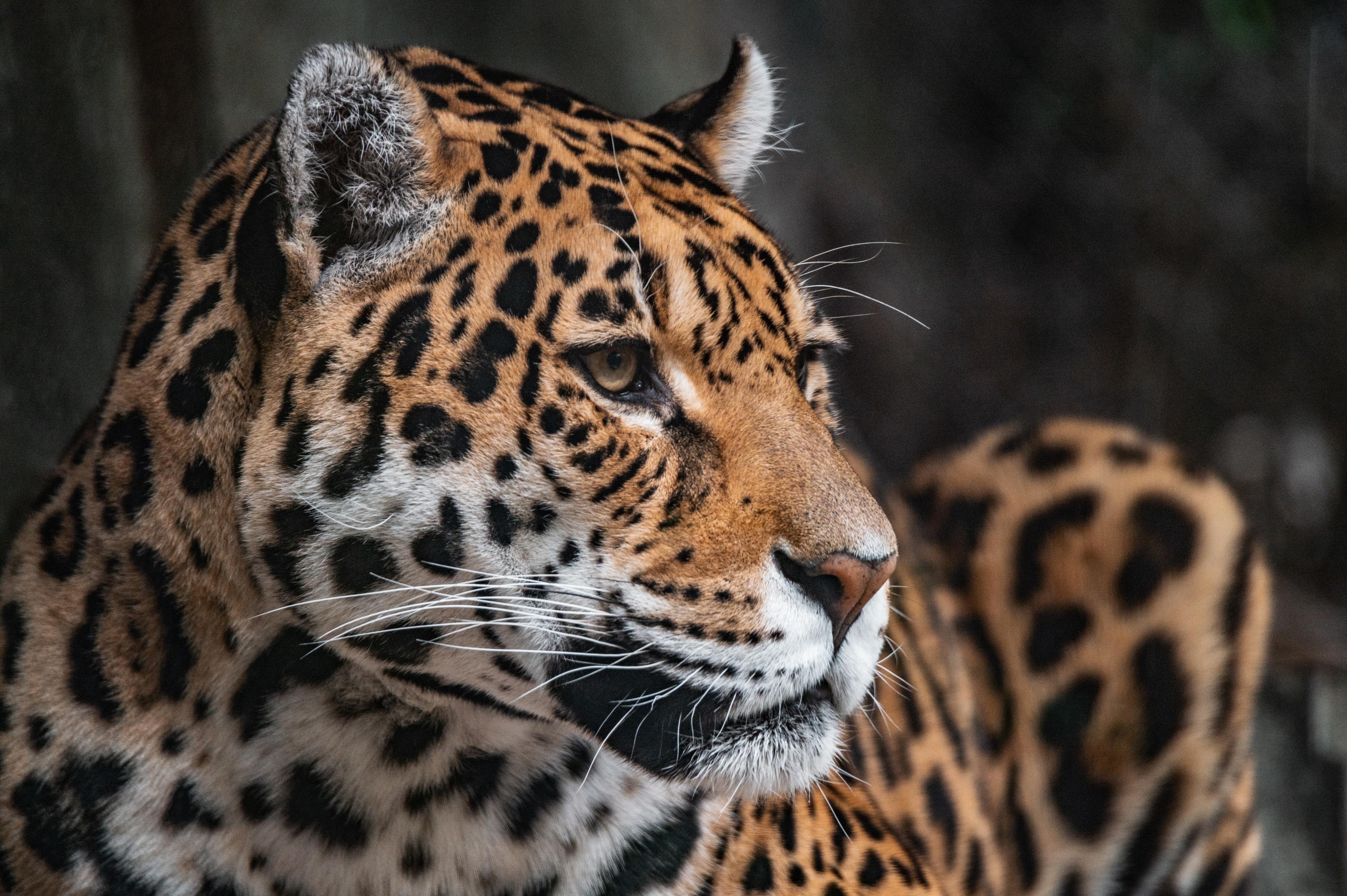 Já imaginou estar a passear num zoo e dar de caras com um jaguar à solta? Aconteceu no Brasil