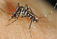 Mosquito que transmite dengue e zika. Que cuidados devo ter?