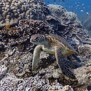 Rede de aluguer de trotinetes elétricas chega a Lisboa