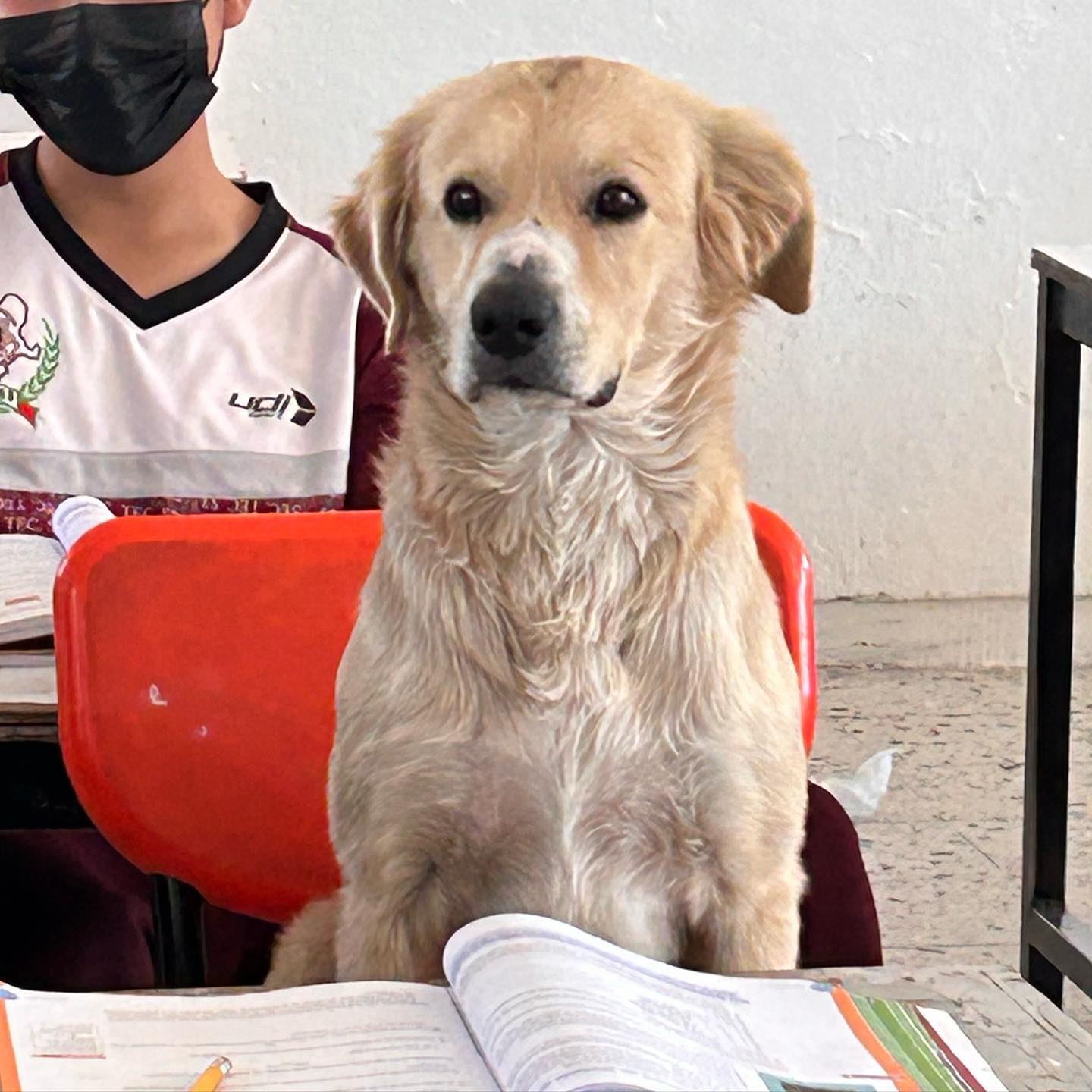 Cão de aluno seguiu-o até à escola e professora deixou-o permanecer na sala de aulas. Nacho foi exemplar