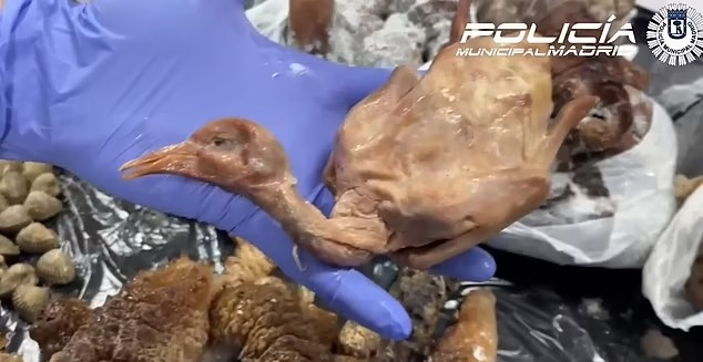 Este restaurante chinês vendia pombos assados e na ementa colocava carne de pato. Já foi encerrado