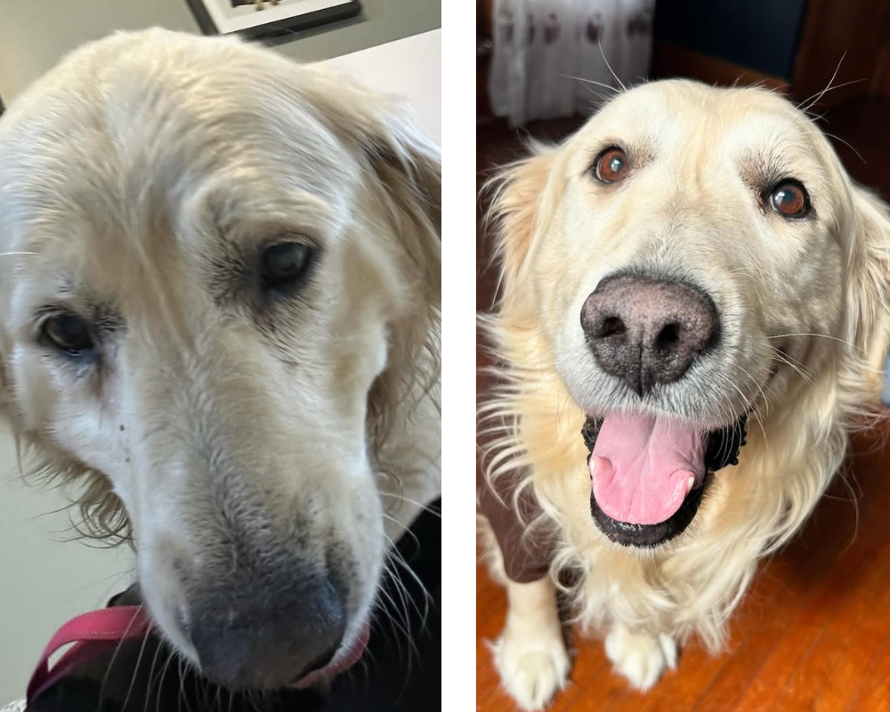 Este cão passou 9 anos preso e era usado para reprodução. Veja como está depois de ser adotado