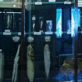 Receita. Mousse de Oreo fit com três ingredientes