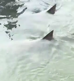 Tubarões e jacaré nadam juntos em marina. Veja o vídeo impressionante (que já anda a correr as redes)