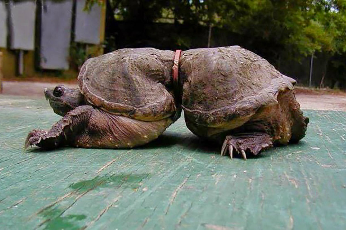 Animais. Depois de ver estas 20 fotos chocantes vai querer reciclar tudo