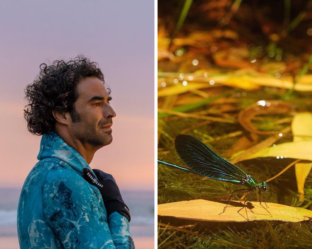 João Catarré quebra silêncio com fotografia de animal. Saiba o poderoso significado da libélula azul