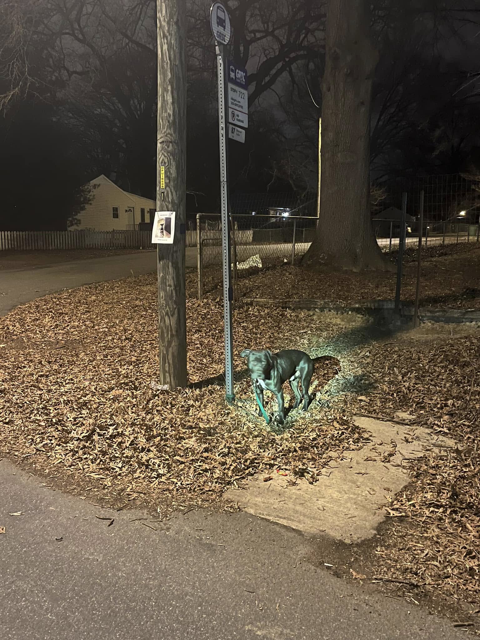 Cão é abandonado em noite de temperaturas de -10ºC. Foi encontrado amarrado a um poste (e já foi salvo)