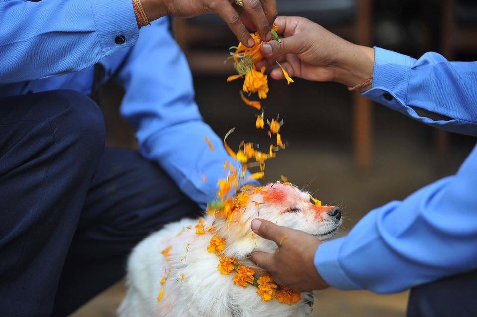 Kukur Tihar. Este festival hindu celebra a vida dos patudos com colares de flores e guloseimas
