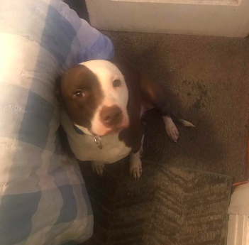 Pitbull salva bebé de incêndio. “Alertou os bombeiros da localização dela”