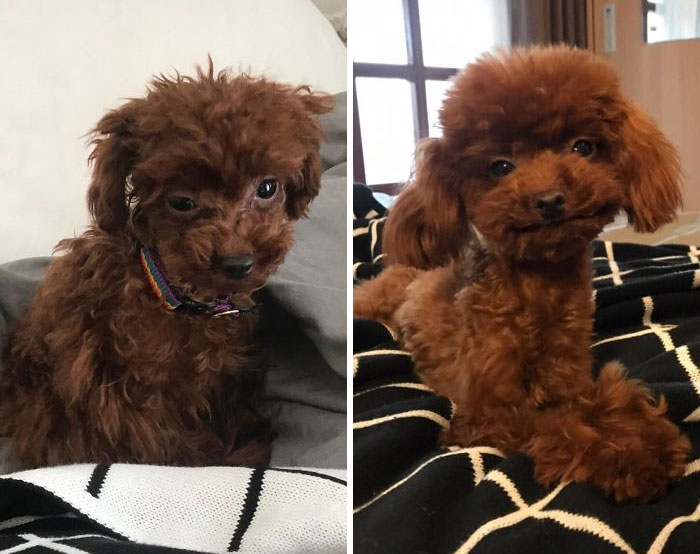 As maravilhosas fotografias do antes e depois da adoção de 24 cães