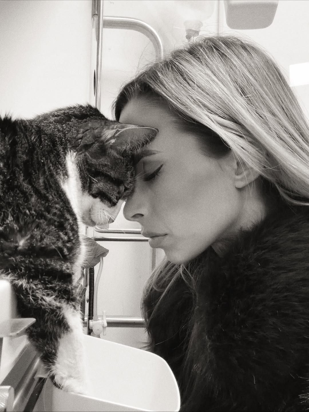 Morreu um dos gatos de Helena Coelho. “Vou amá-lo muito, mesmo depois de o perder”