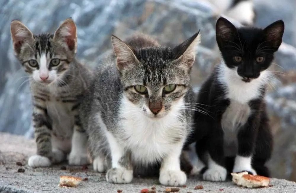 GNR de Braga identifica homem por abandonar três gatos na rua. Já foi constituído arguido