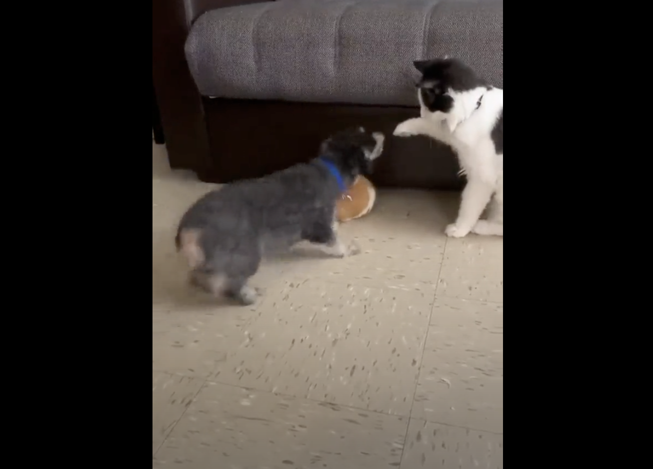 Vídeo. Este cão a salvar um hamster de um gato é a coisa mais fofa que vai ver hoje