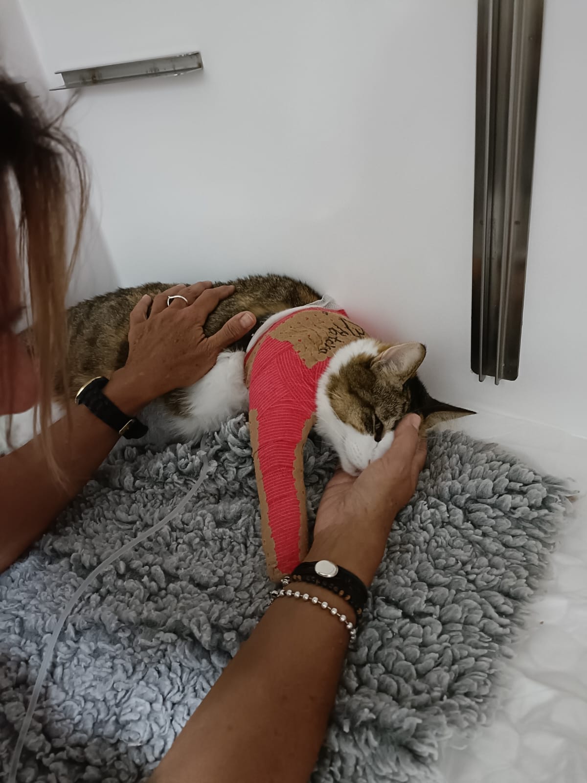 Cirurgião alvejou e atirou gata de cima de um poste. Animal morreu dias depois e dona foi agredida