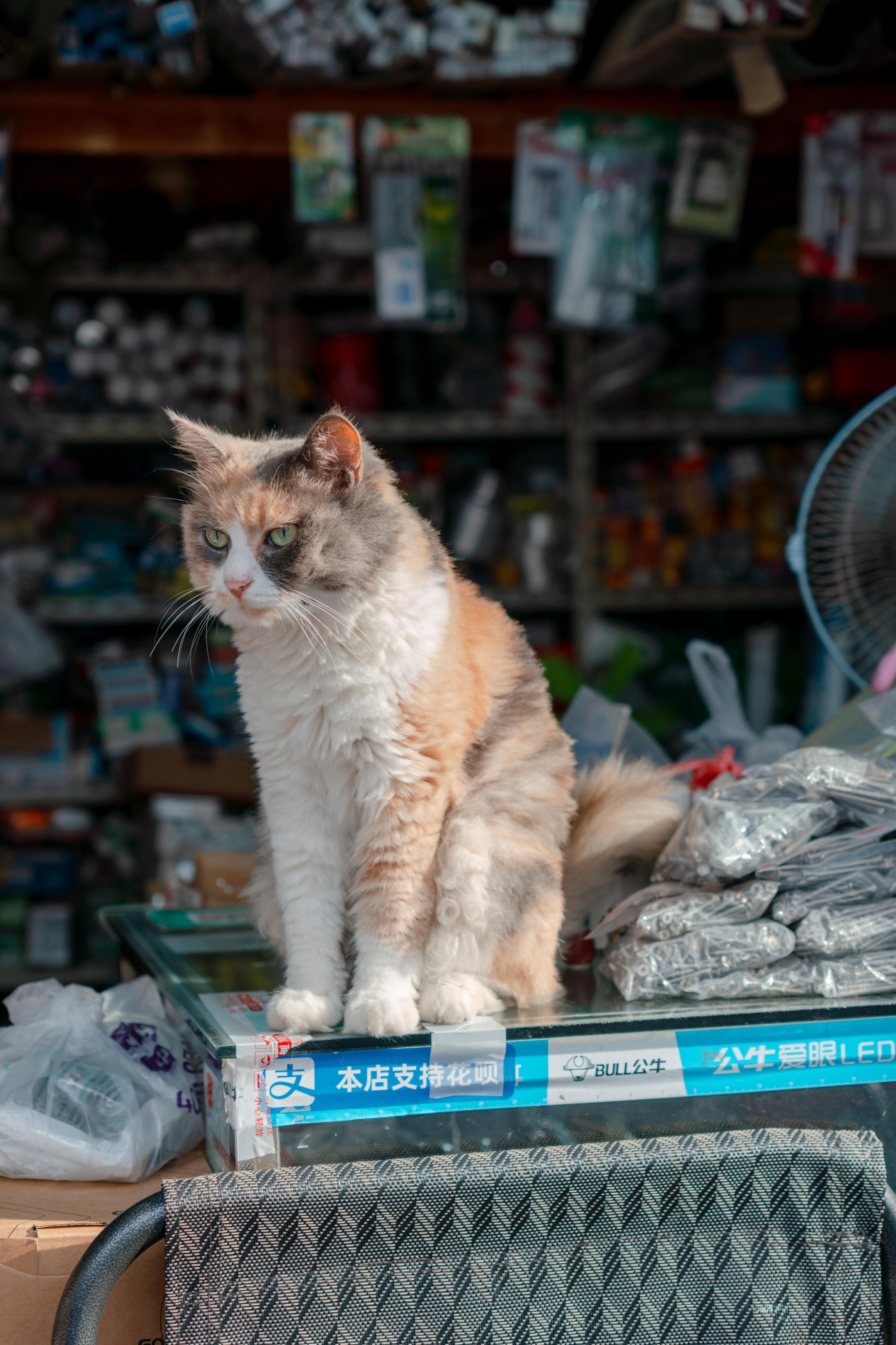 Porque é que os gatos se enfiam em sítios estranhos? Um especialista explica