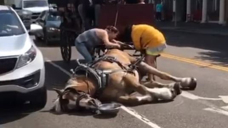 Vídeo mostra cavalo desmaiado por causa do calor