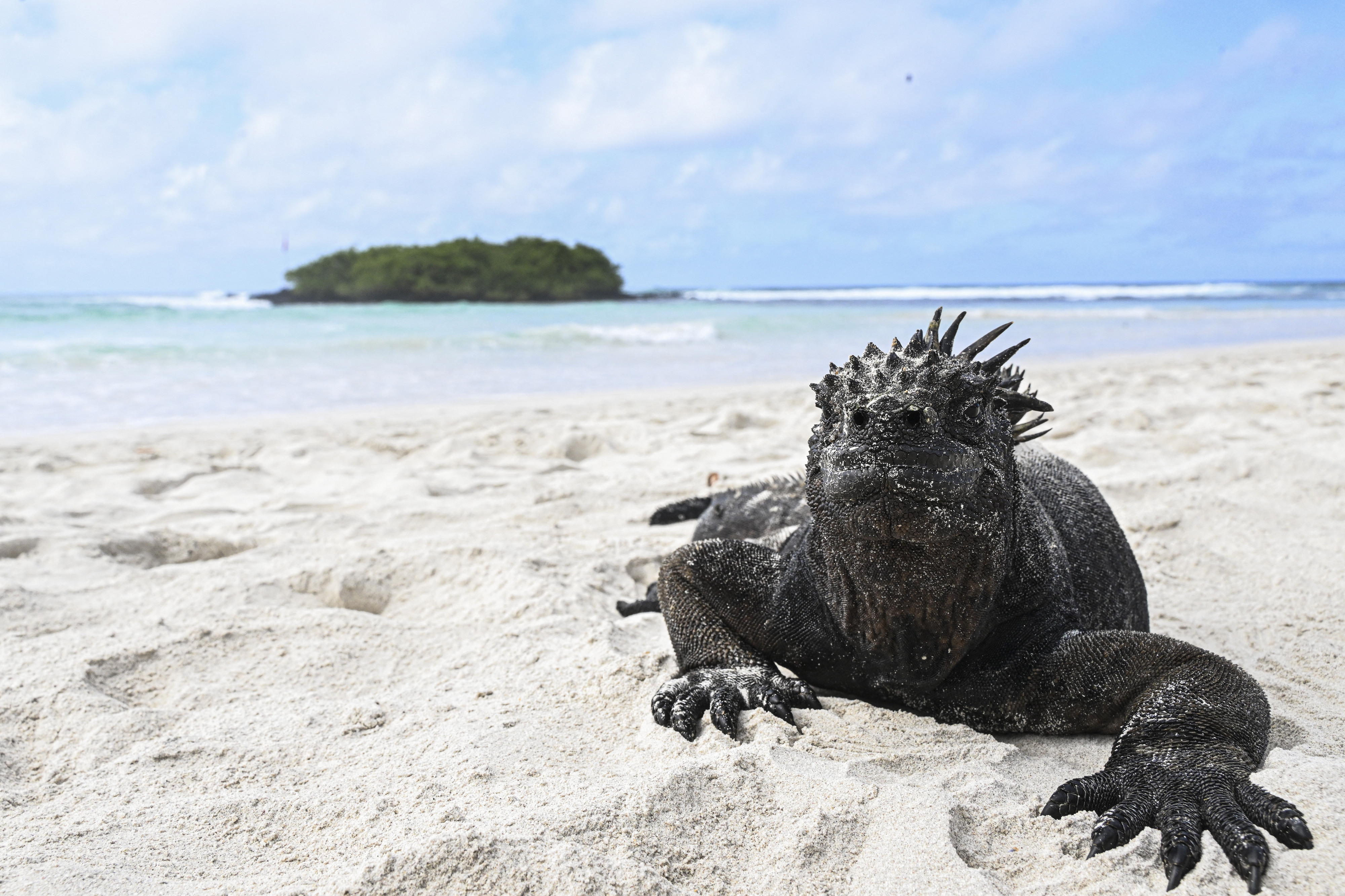 Iguanas flutuaram um quinto do caminho à volta do mundo para colonizar as Fiji, diz novo estudo