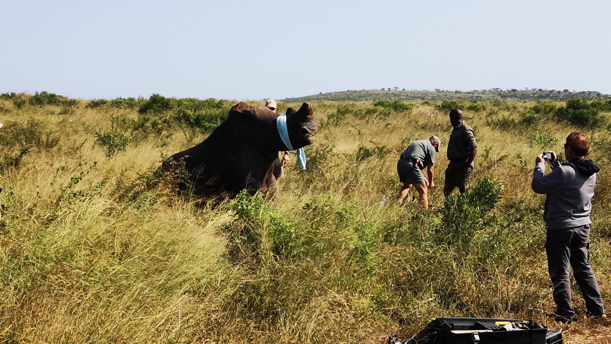 Assistimos à mutilação de um rinoceronte (é duro, mas está a salvar a espécie)
