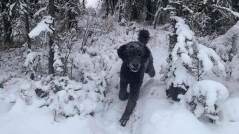 O que é que vê nesta imagem: um cão ou um homem a correr?