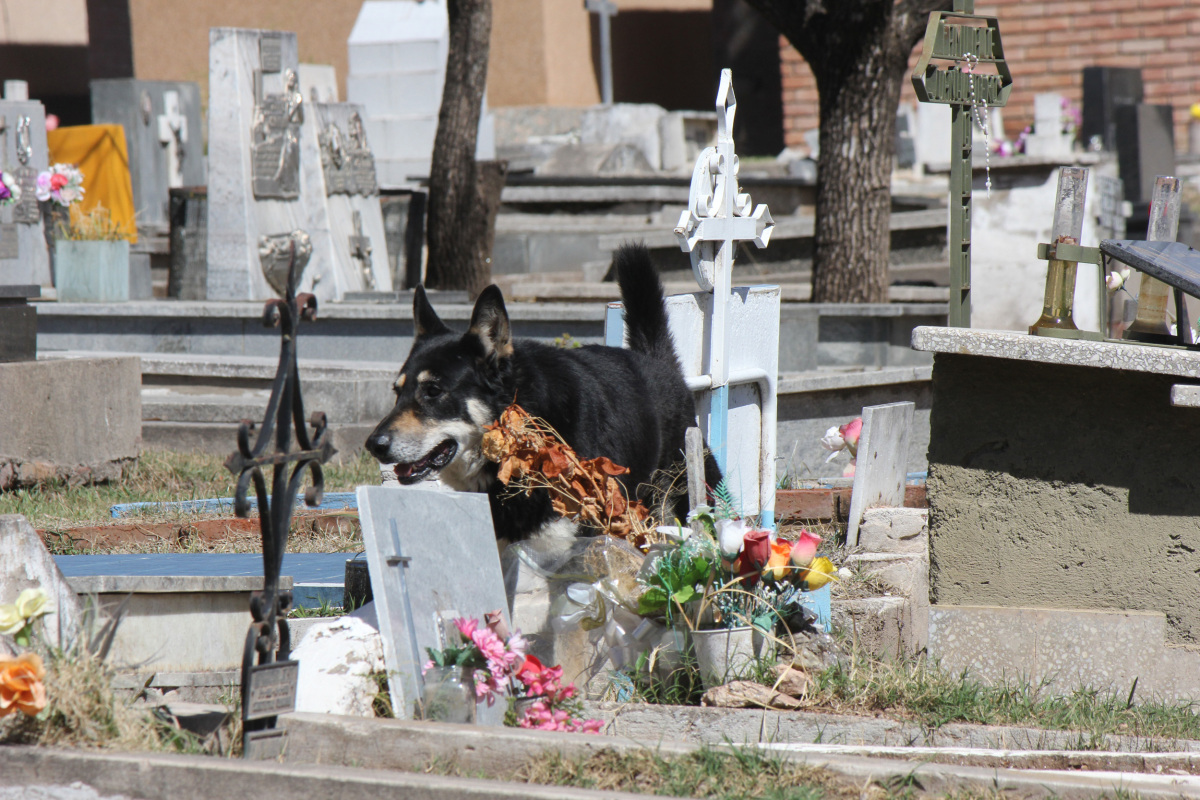 A história de Capitán, o cão que guardou o túmulo do dono durante 11 anos