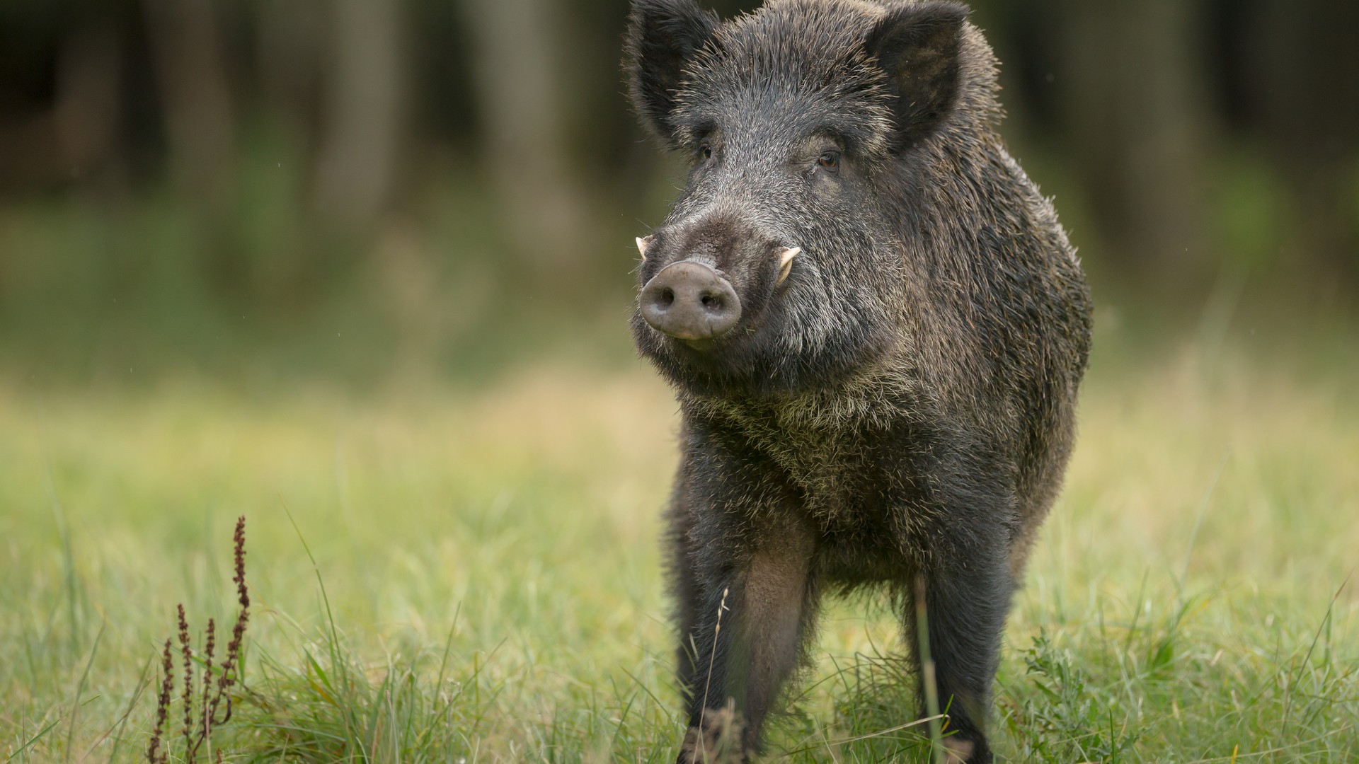 Acidente. Intercidades de Lisboa para Braga embate contra javali e é obrigado a parar durante horas