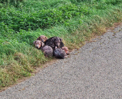 Estes 7 cachorros foram abandonados à beira da estrada para morrerem, mas um milagre aconteceu
