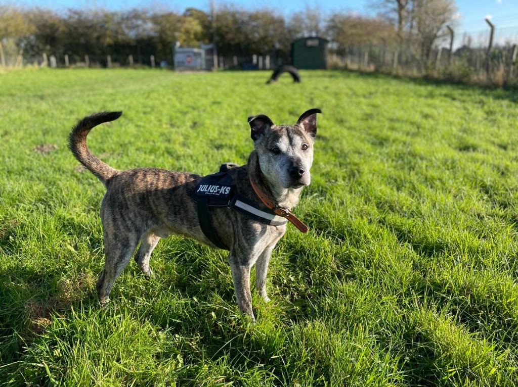Será este o cão mais solitário do mundo? Zeke já passou mais de 600 dias em canis