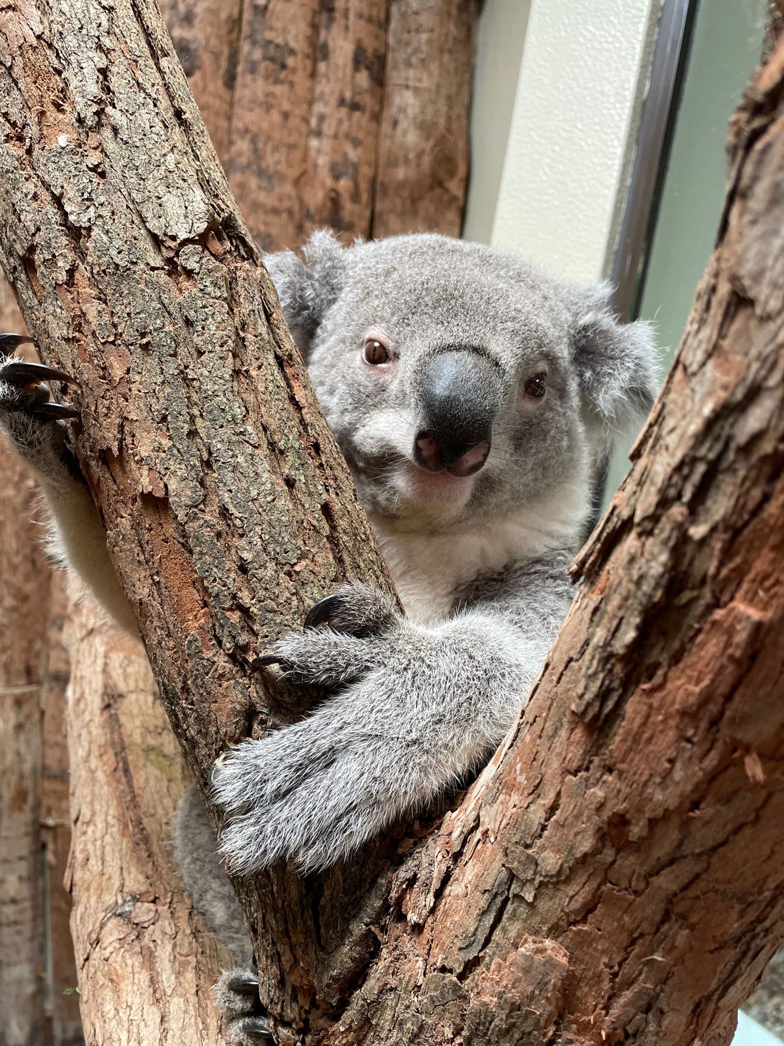 Há um novo coala (bem fofinho) no Jardim Zoológico de Lisboa. Aproveite os descontos para o visitar