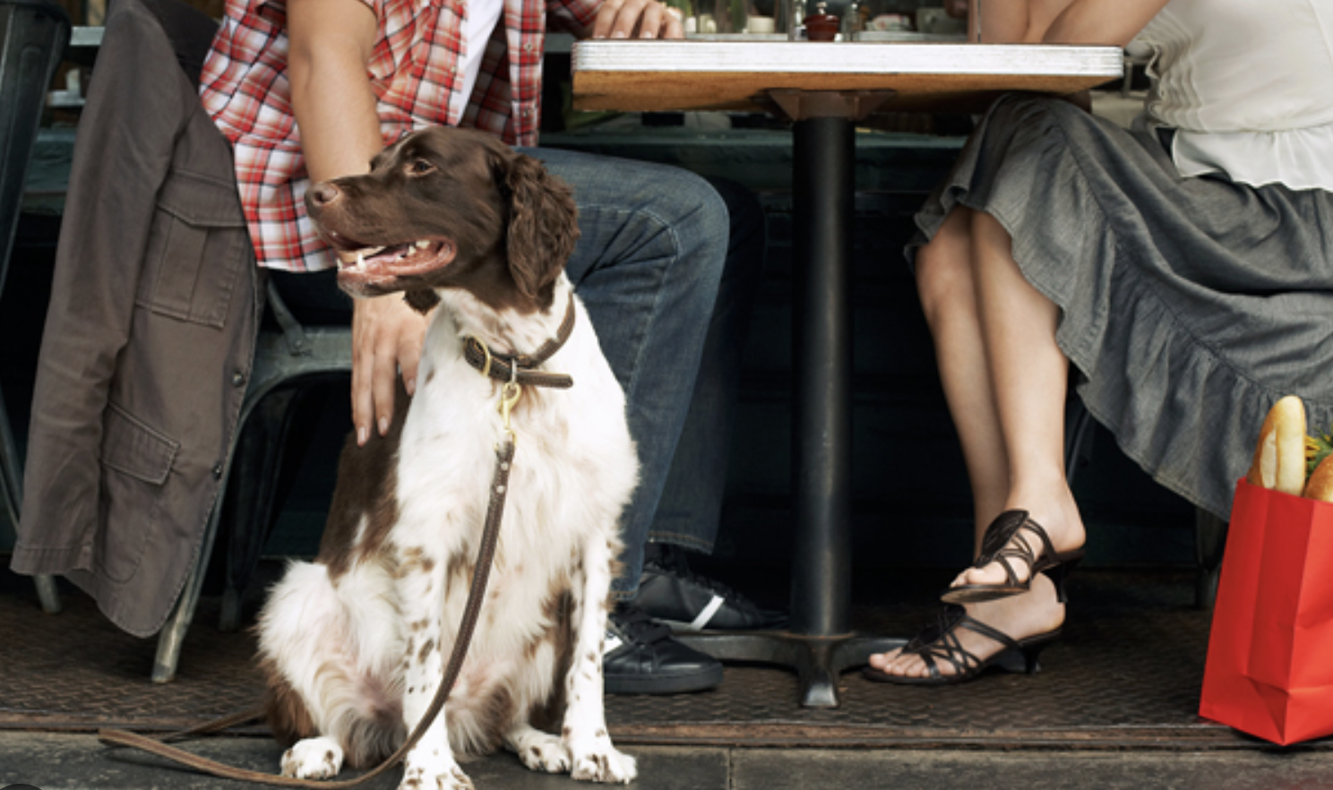 Homem diz que é “um asco” um restaurante permitir entrada a cães. A resposta do dono é um arraso