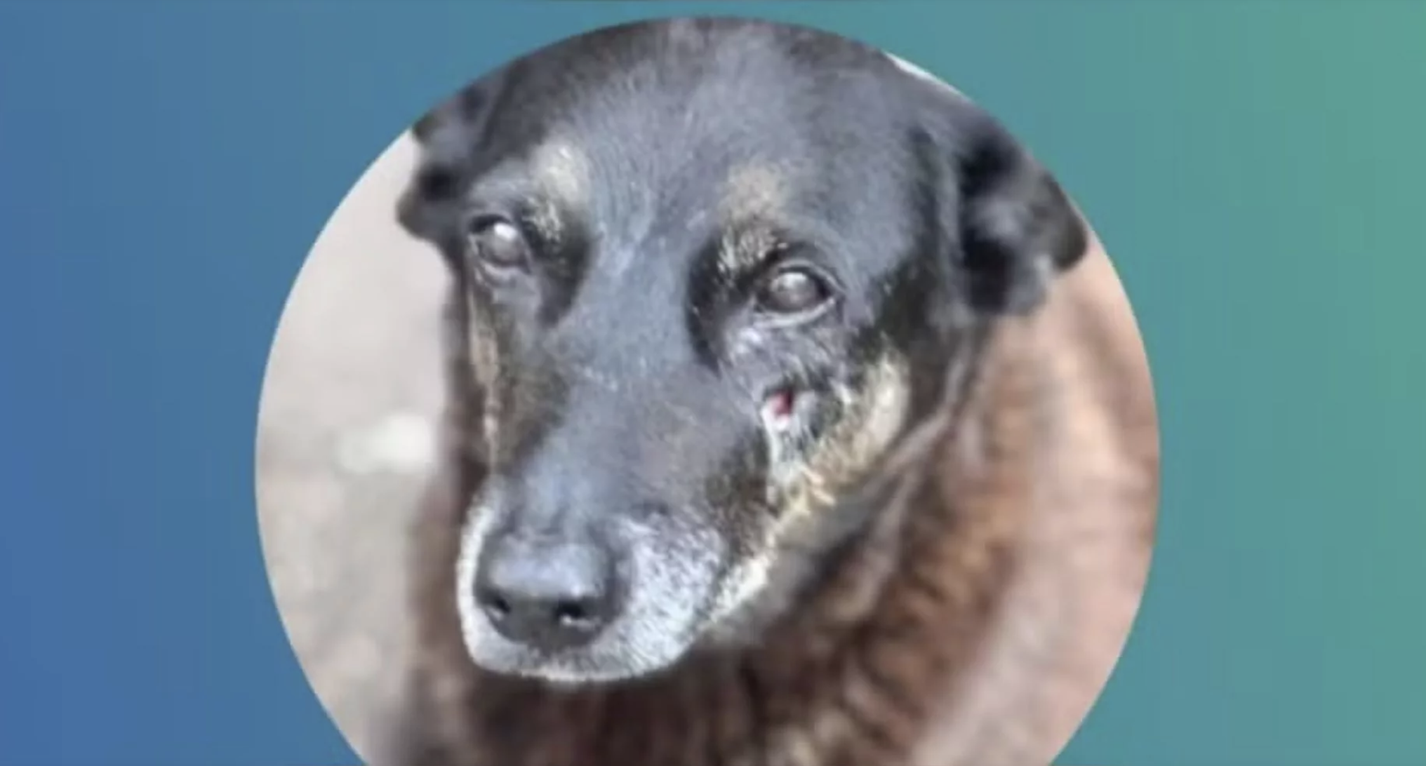 Cão adorado pela comunidade foi espancado na praia e acabou por morrer. Revolta chegou às redes sociais