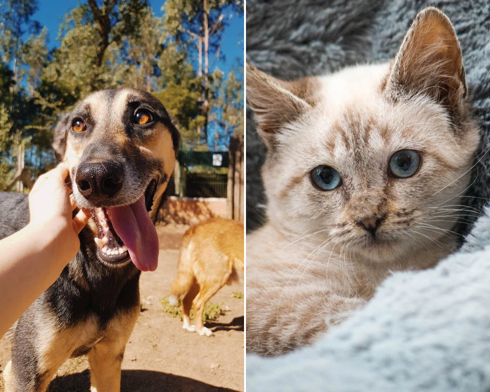 Estes patudos estão à procura de uma família. Conheça as instituições que os acolhem