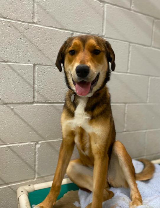 Cadela adotada foge de casa e anda 16 quilómetros até ao seu antigo abrigo. “Ela estava muito feliz e nós também”